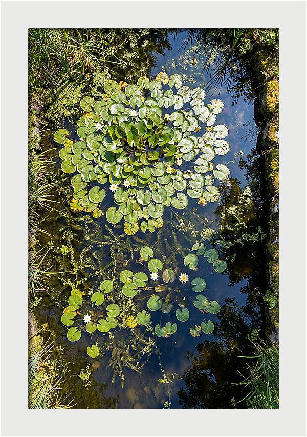 Lily Pond Serenity