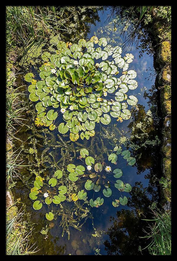 Lily Pond Serenity