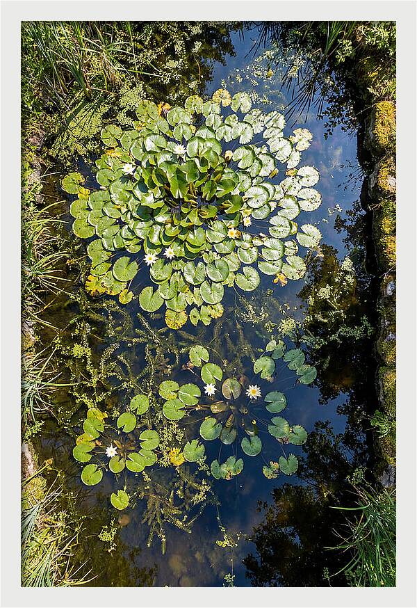 Lily Pond Serenity