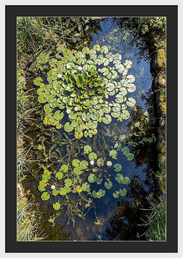 Lily Pond Serenity