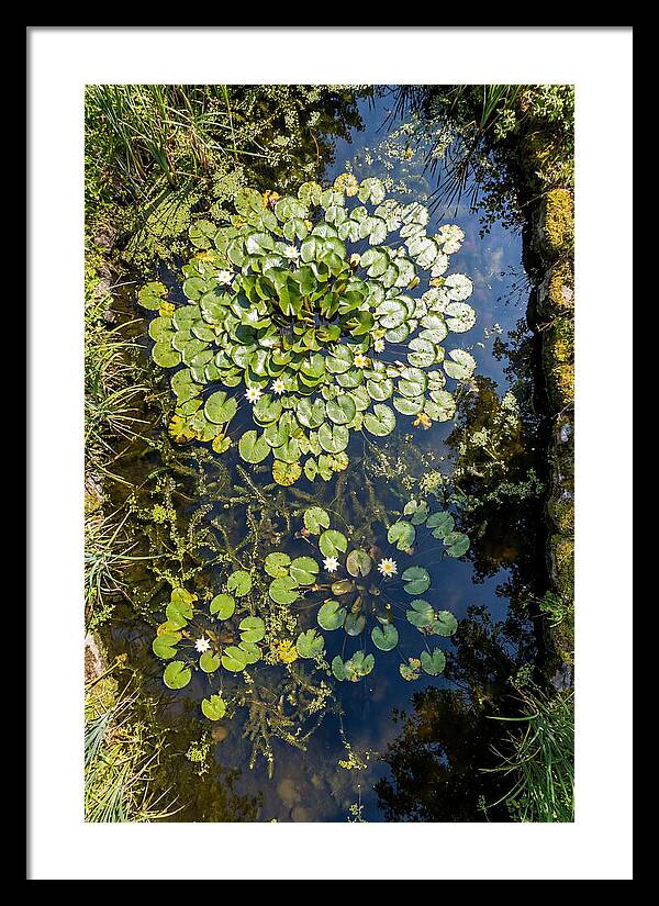 Lily Pond Serenity