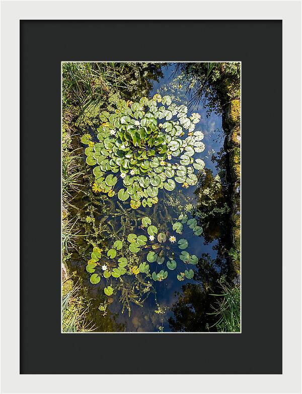 Lily Pond Serenity