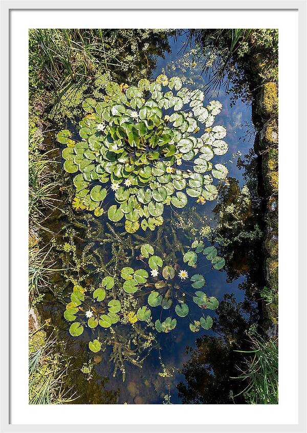 Lily Pond Serenity