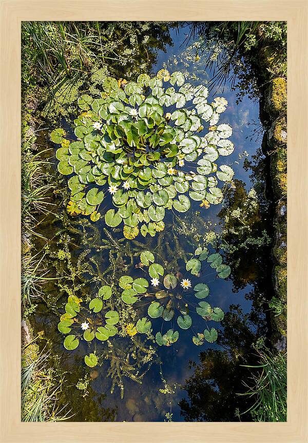 Lily Pond Serenity