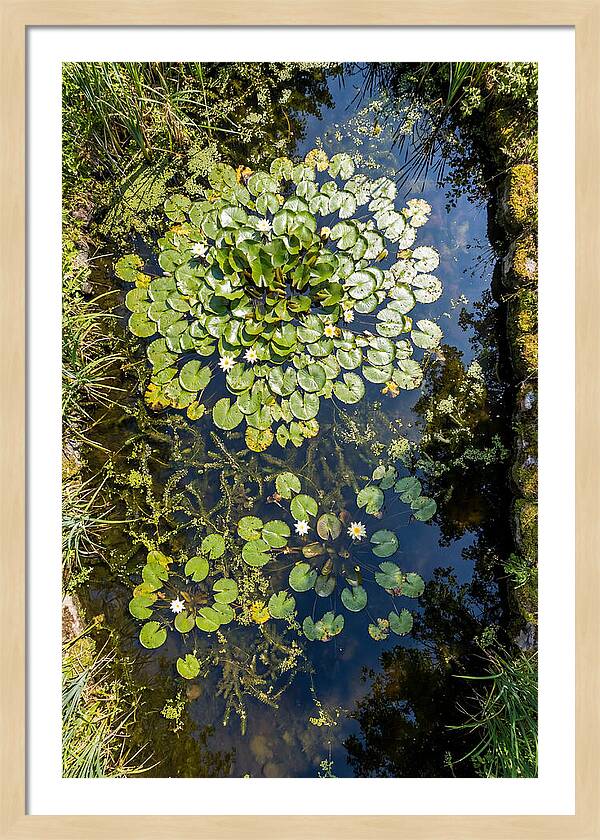Lily Pond Serenity
