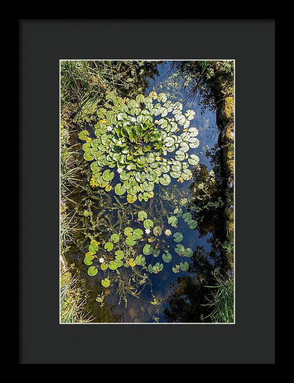 Lily Pond Serenity