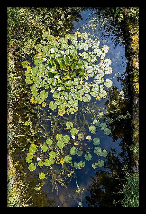Lily Pond Serenity
