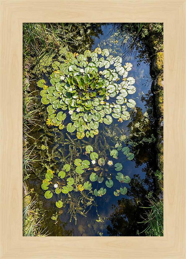 Lily Pond Serenity