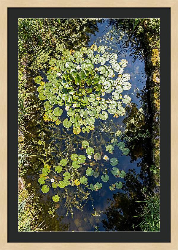 Lily Pond Serenity