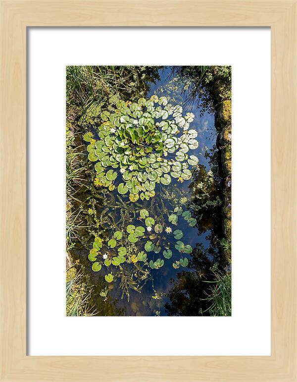 Lily Pond Serenity