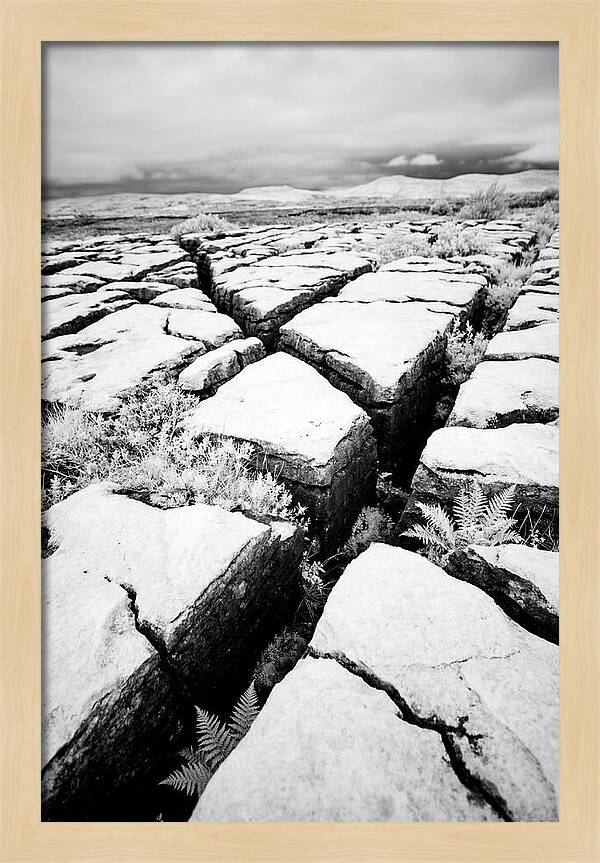 Limestone Serenity In Burren
