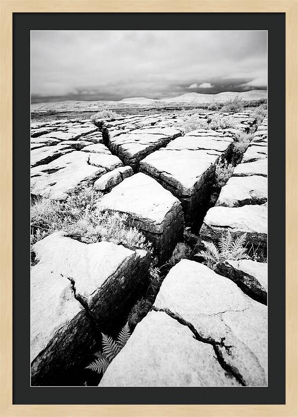 Limestone Serenity In Burren