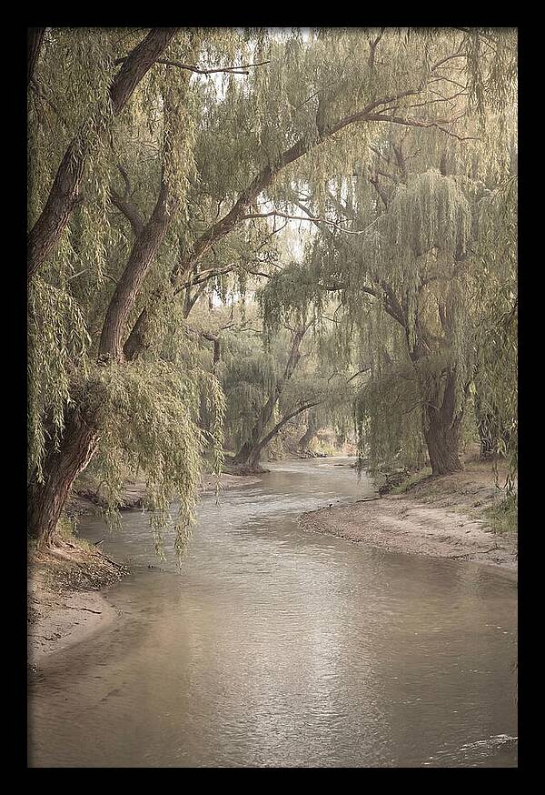 Lined With Weeping Willows