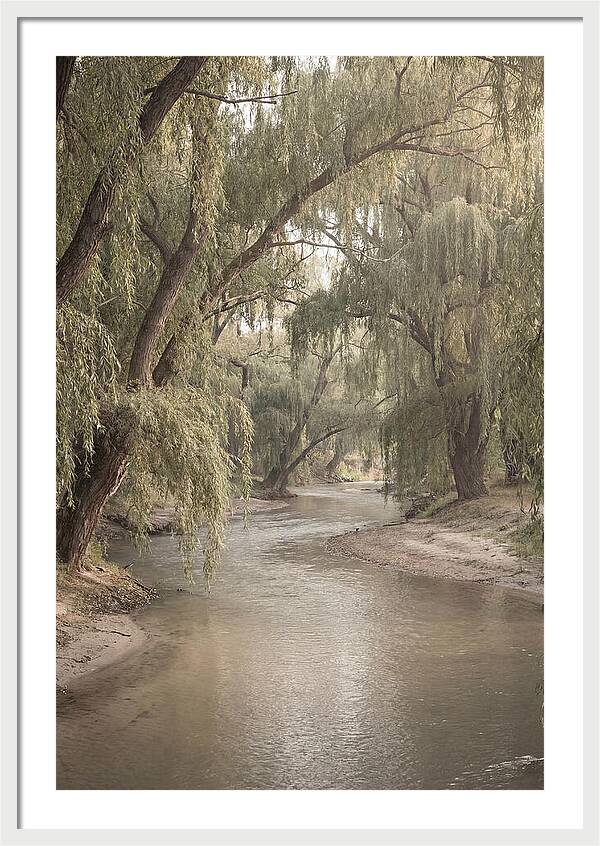 Lined With Weeping Willows