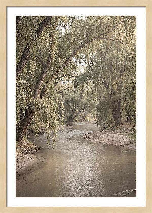 Lined With Weeping Willows