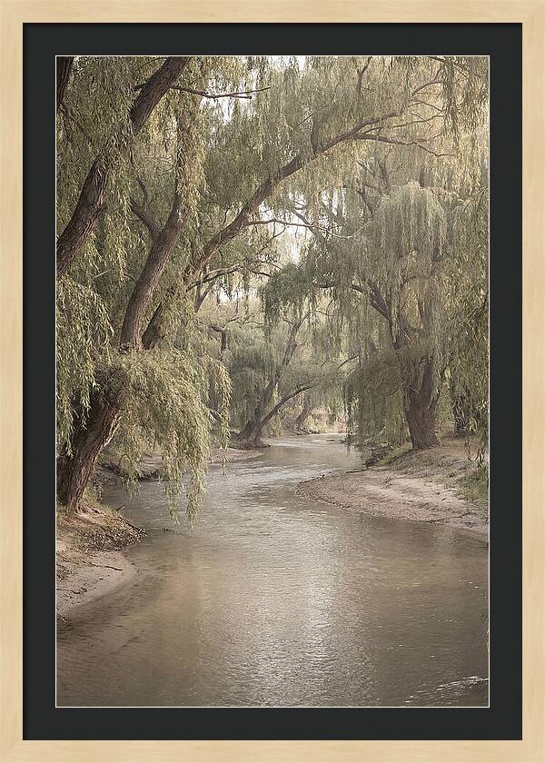 Lined With Weeping Willows