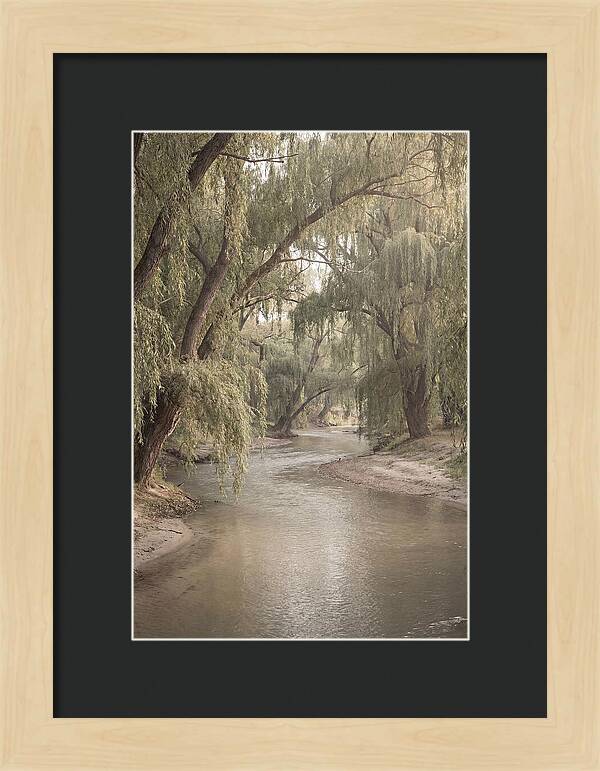 Lined With Weeping Willows