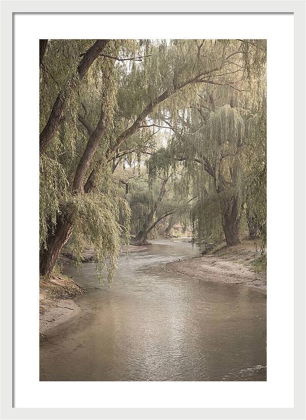 Lined With Weeping Willows