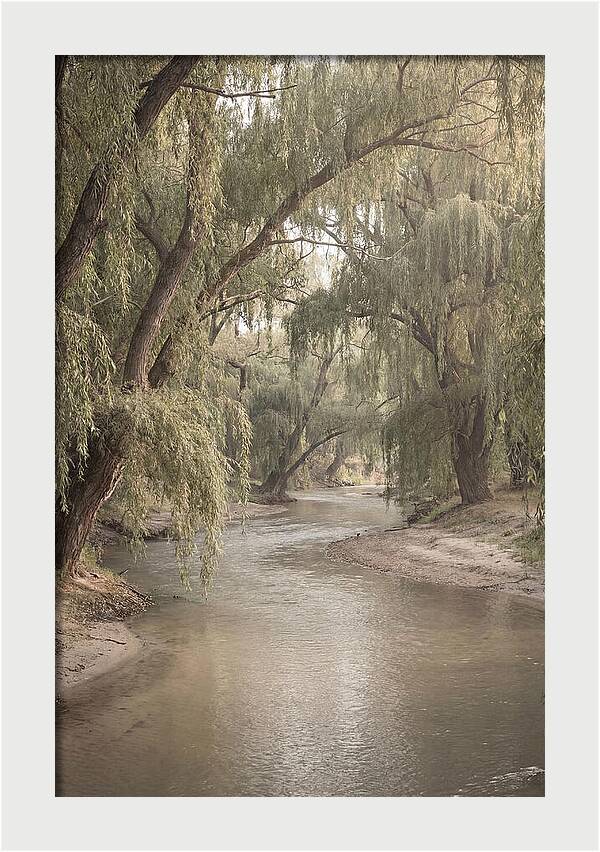 Lined With Weeping Willows