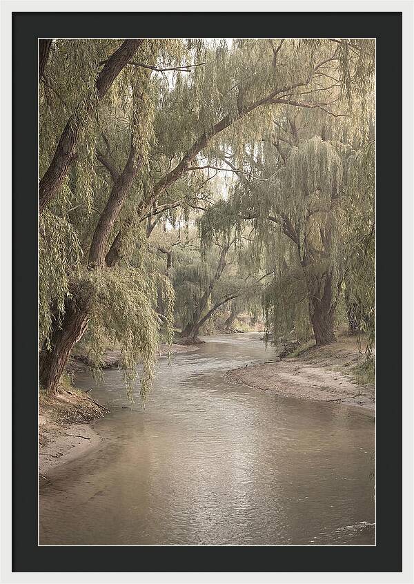 Lined With Weeping Willows