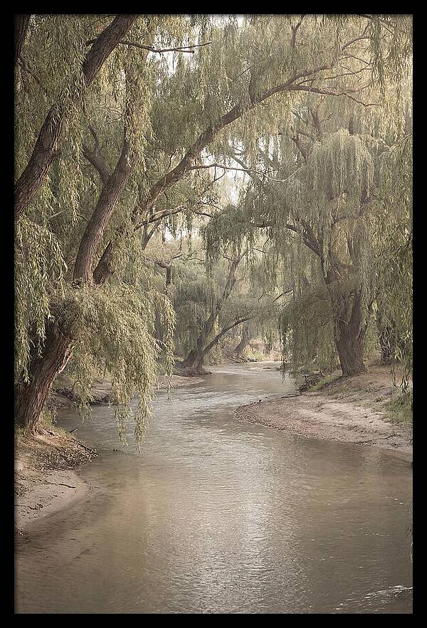 Lined With Weeping Willows