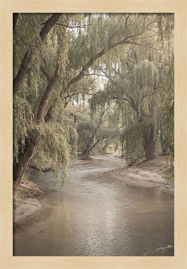 Lined With Weeping Willows