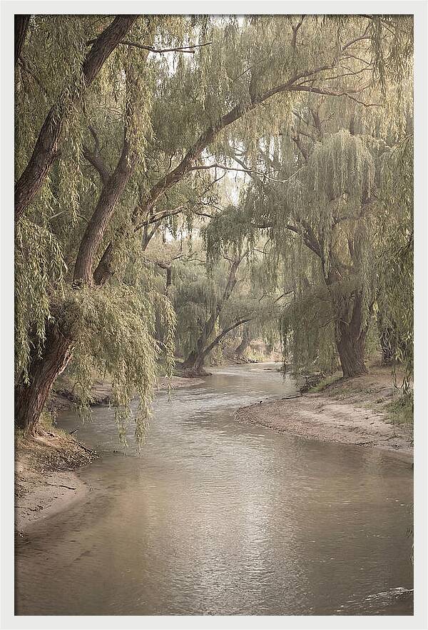 Lined With Weeping Willows