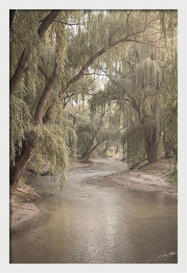 Lined With Weeping Willows