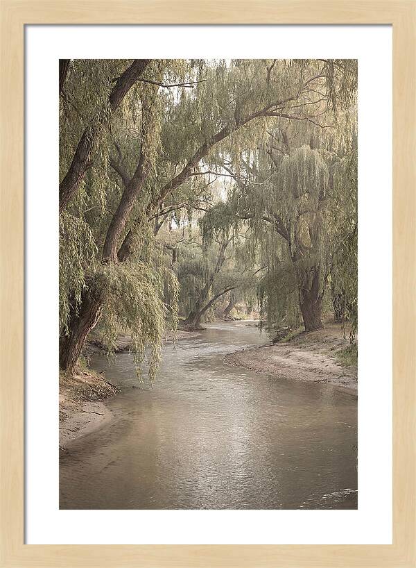 Lined With Weeping Willows