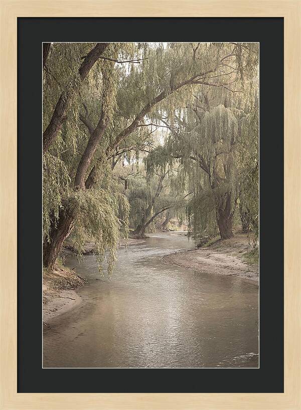 Lined With Weeping Willows