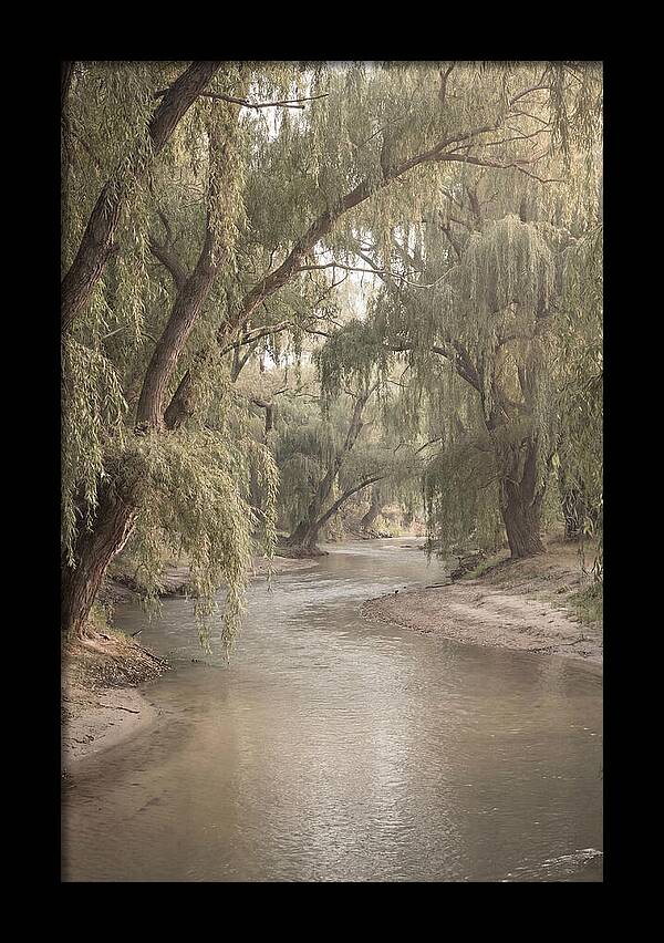 Lined With Weeping Willows