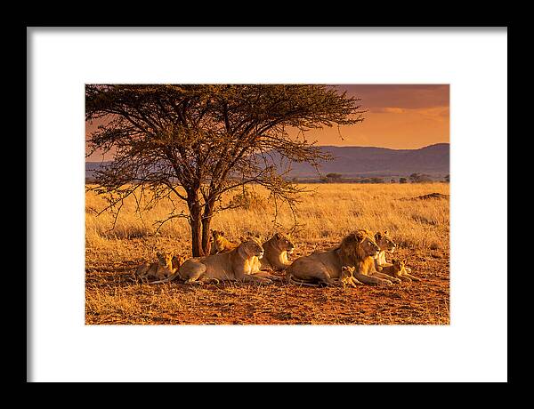 Lion Pride Resting Under Sunset