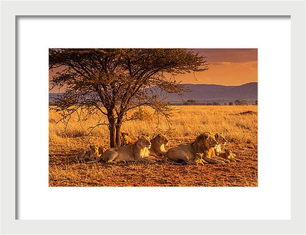 Lion Pride Resting Under Sunset