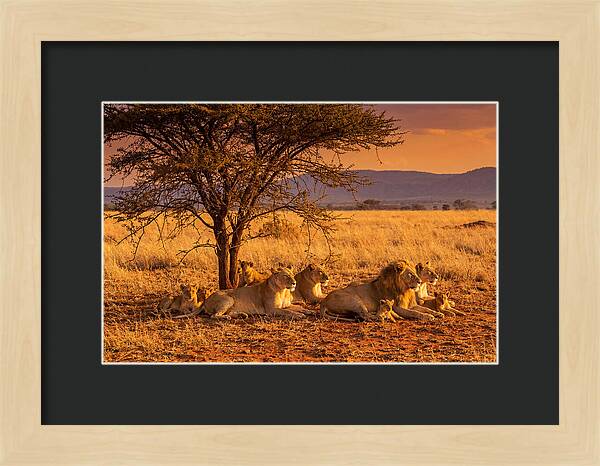 Lion Pride Resting Under Sunset