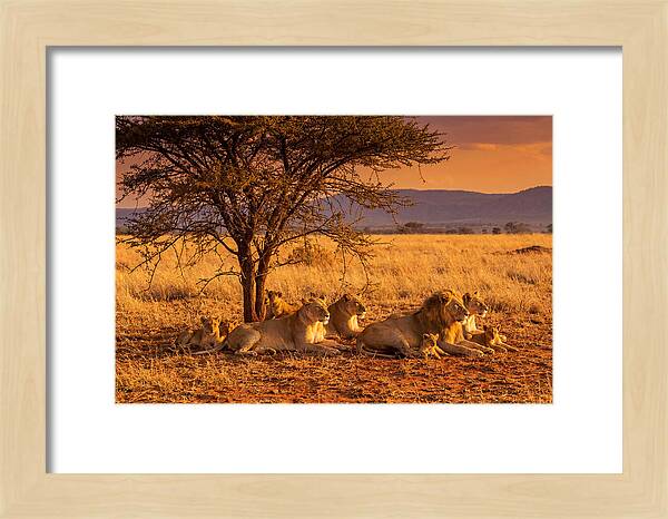 Lion Pride Resting Under Sunset