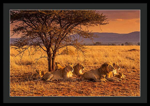 Lion Pride Resting Under Sunset