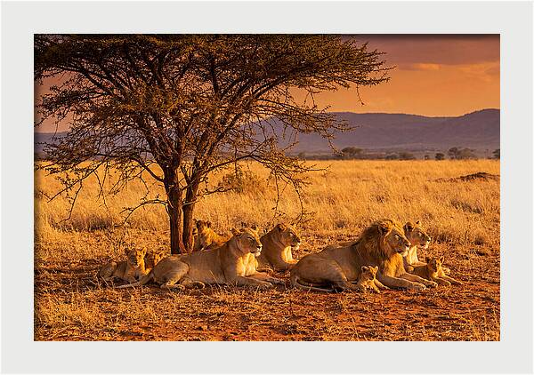 Lion Pride Resting Under Sunset