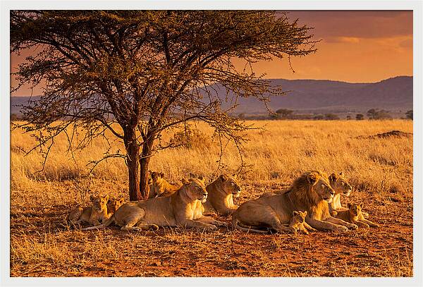 Lion Pride Resting Under Sunset
