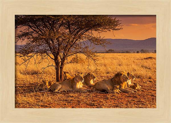 Lion Pride Resting Under Sunset