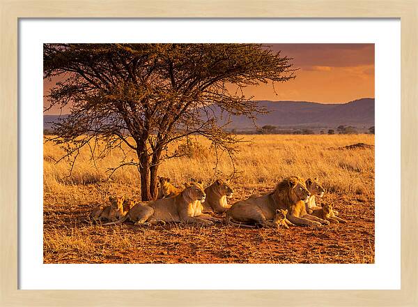 Lion Pride Resting Under Sunset