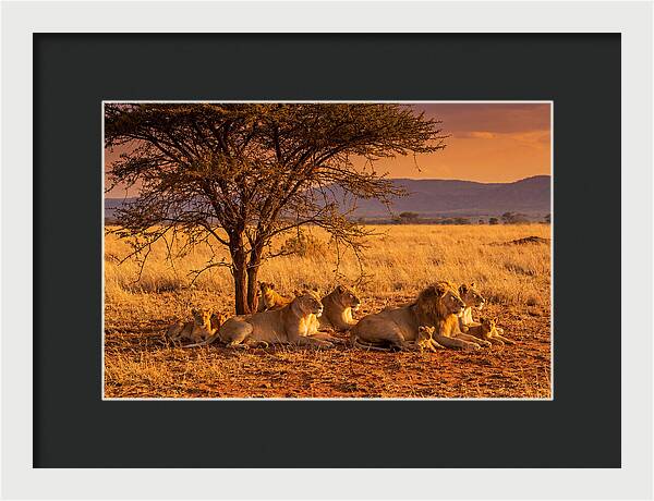 Lion Pride Resting Under Sunset