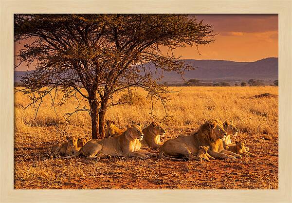 Lion Pride Resting Under Sunset