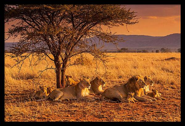Lion Pride Resting Under Sunset