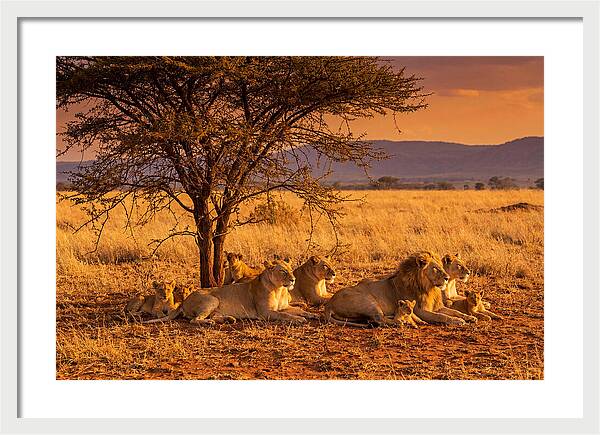 Lion Pride Resting Under Sunset