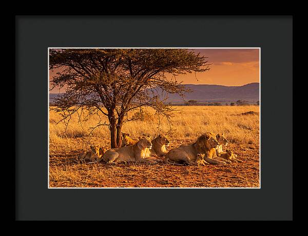 Lion Pride Resting Under Sunset