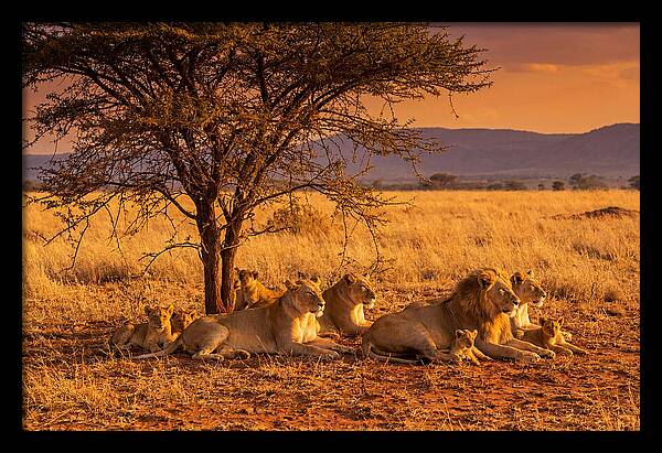 Lion Pride Resting Under Sunset