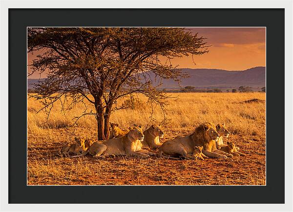 Lion Pride Resting Under Sunset