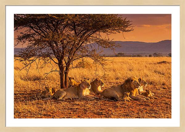 Lion Pride Resting Under Sunset