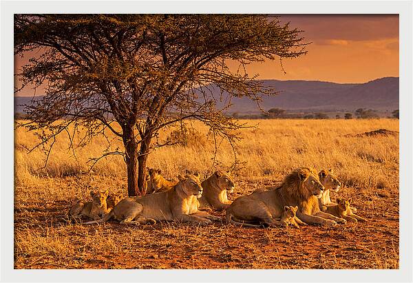 Lion Pride Resting Under Sunset