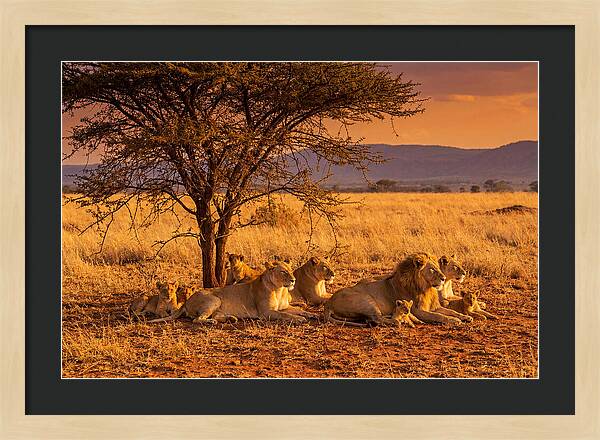 Lion Pride Resting Under Sunset